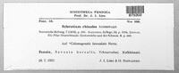 Ceratorhiza rhizodes image